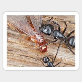 Carpenter ants fighting a dampwood termite Sticker